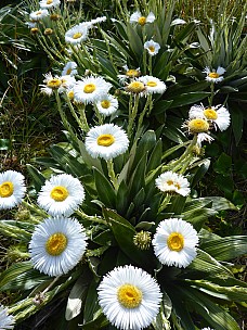2019-01-15 10.04.13 P1020460 Simon - alpine daisies.jpeg: 3456x4608, 5404k (2019 Jun 20 21:11)