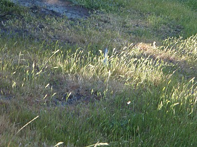 C 010031 Adrian
2007-12-01&nbsp;08.56.37;&nbsp;Metadata time: '2007 Dec 01 08:56'
Original size:&nbsp;3,072 x 2,304; 2,966 kB
Filename: 2007-12-01 08.56.37 PC010031 Adrian.jpeg