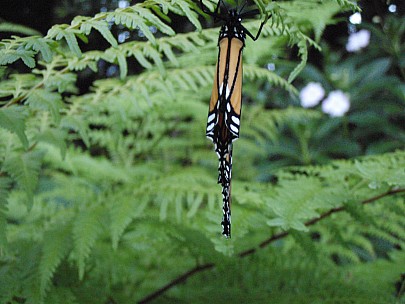 Siân
2011-02-24&nbsp;19.44.50;&nbsp;Metadata time: '2011 Feb 24 19:44'
Original size:&nbsp;3,072 x 2,304; 2,860 kB
Filename: 2011-02-24 19.44.50 P2240003 Siân.jpeg