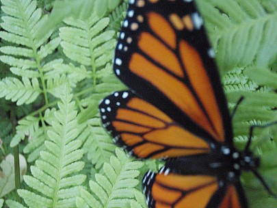 Siân
2011-02-24&nbsp;19.46.48;&nbsp;Metadata time: '2011 Feb 24 19:46'
Original size:&nbsp;3,072 x 2,304; 2,928 kB
Filename: 2011-02-24 19.46.48 P2240009 Siân.jpeg