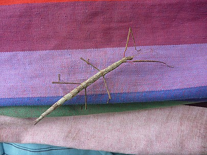 Stick Insect
Photographer;&nbsp;Simon
2013-12-08&nbsp;12.06.32;&nbsp;Metadata time: '2013 Dec 08 12:06'
Original size:&nbsp;4,000 x 3,000; 7,446 kB
Filename: 2013-12-08 12.06.32 P1050469 Simon - stick insect.jpeg