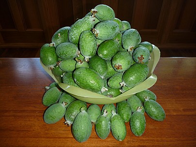 feijoas.jpeg: 4000x3000, 6181k (2012 Apr 22 10:09)