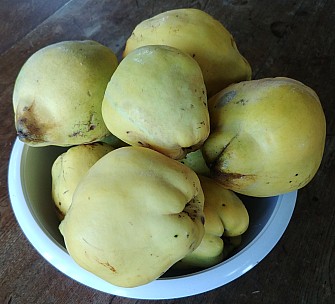 Quince 2.jpg: 3239x2939, 3653k (2019 Jun 02 22:42)