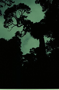 Old rimu, Warrens Bush, South Makara{$:PhotosTitle
14750005
;&nbsp;Metadata time: '2026 Feb 01 02:59'
Original size:&nbsp;1,024 x 1,568; 843 kB
Filename: 14750005.jpg}