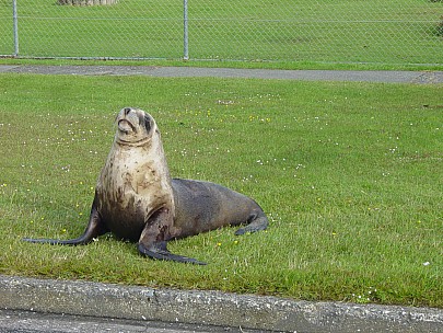 dsc00470.jpg: 2048x1536, 811k (2006 Dec 22 13:52)