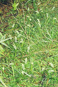 day03-000-061_061-bew.jpeg: 1024x1544, 399k (2007 Jan 02 11:10)