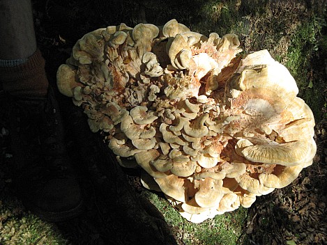 2013-01-26 10.40.12 IMG_2799 Brian - fungi.jpeg: 3072x2304, 1084k (2020 Apr 07 06:49)