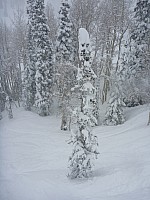 Snow Covered Tree
Photographer;&nbsp;Simon
2014-01-31&nbsp;13.42.51;&nbsp;Metadata time: '2014 Jan 31 13:42'
Original size:&nbsp;3,000 x 4,000; 5,075 kB
Filename: 2014-01-31 13.42.51 P1000266 Simon - snow covered tree.jpeg