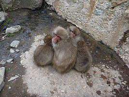 Snow Monkeys huddling
Photographer;&nbsp;Simon
2015-02-13&nbsp;11.03.12;&nbsp;Metadata time: '2015 Feb 13 11:03'
Original size:&nbsp;4,000 x 3,000; 6,927 kB
Filename: 2015-02-13 11.03.12 P1010505 Simon - Snow Monkeys huddling.jpeg