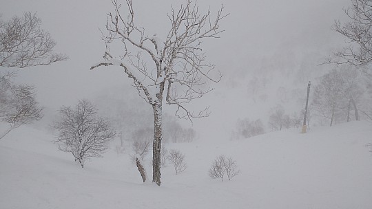 2016-02-24 12.21.09 IMG_20160224_122110046 Simon - trees in Joppin course area.jpeg: 4160x2340, 2137k (2016 Feb 24 19:26)