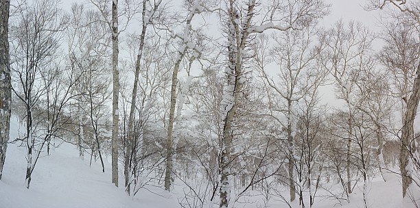 2016-02-25 11.15.46 Panorama Simon - in the An'nupuri trees_stitch.jpg: 8794x4371, 40897k (2016 Apr 02 09:01)