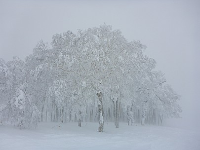 2016-02-27 11.14.19 P1000505 Simon - Rusutsu trees.jpeg: 4608x3456, 6090k (2016 Feb 27 11:14)