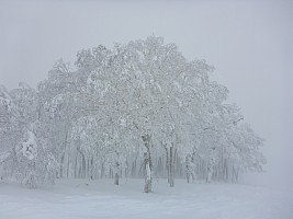 Skiing Rutsusu