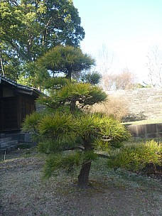 2016-03-01 15.08.00 P1020344 Adrian - Bonsai tree.jpeg: 3000x4000, 5583k (2016 Mar 07 22:35)