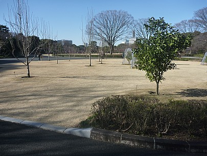 2016-03-01 15.11.09 P1020345 Adrian - East Imperial Garden.jpeg: 4000x3000, 6946k (2016 Mar 07 22:35)