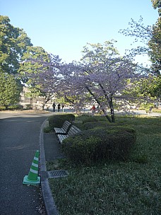 2016-03-01 15.25.07 P1020350 Adrian - early CHerry blossom.jpeg: 3000x4000, 5654k (2016 Mar 07 22:35)