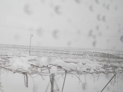 2017-01-15 14 Jigokudani 13.58.46 IMG_8593 Anne - view from bus, grapes.jpeg: 4608x3456, 3545k (2017 Jan 26 18:35)