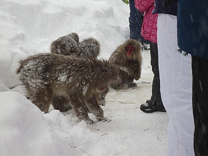 2017-01-15 14 Jigokudani 15.16.14 IMG_8604 Anne - Snow Monkeys.jpeg: 4608x3456, 5663k (2017 Jan 26 18:35)