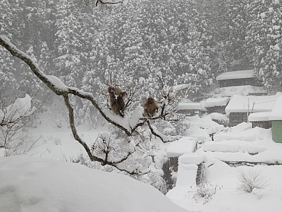2017-01-15 14 Jigokudani 15.16.57 IMG_8605 Anne - snow monkeys in a tree.jpeg: 4608x3456, 5870k (2017 Jan 26 18:35)