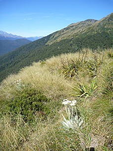 2019-01-16 10.43.05 P1050695 Philip - daisies and view back to McCullaugh Creek.jpeg: 3240x4320, 4760k (2019 Jun 24 21:12)