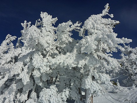 2019-03-04 16.08.24 P1020823 Simon - Snow in trees.jpeg: 4608x3456, 5841k (2019 Mar 04 16:08)