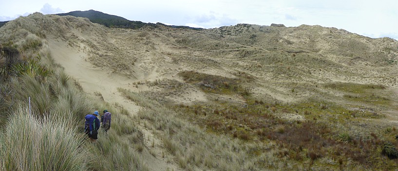 2019-11-10 10.07.01 Panorama Simon - track heading north through dunes at south end Mason Bay_stitch.jpg: 7694x3315, 24380k (2019 Nov 17 10:20)