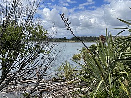 Mananui Bush, Mahinapua, Wanganui River, Oneone