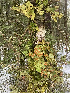 2022-08-01 12.01.18 image2 Bruce - lichen on tree.jpeg: 3024x4032, 3830k (2022 Dec 11 14:59)