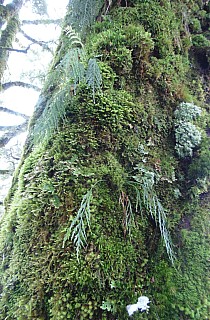 2022-08-02 15.13.22 DSC02892 Alan - moss and orchids on tree trunk_cr.jpg: 2392x3648, 2950k (2022 Dec 11 15:03)