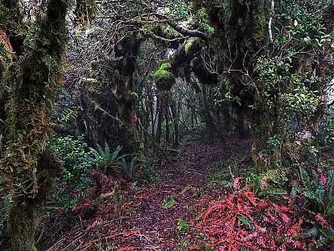 Mist Forest
Photographer;&nbsp;Simon
2022-10-24&nbsp;09.08.40;&nbsp;Metadata time: '2022 Oct 24 09:08'
Original size:&nbsp;9,248 x 6,936; 16,703 kB;&nbsp;adj
Filename: 2022-10-24 09.08.40 S20 Simon - mist forest_adj.jpeg