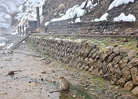 Prince Hotel East Wing to Hotel Alpenburg; visit to the Jigokudani Snow Monkeys
Snow Monkey near Jigokudani Funsen Fountain
Photographer;&nbsp;Adrian
2024-03-06&nbsp;12.30.47;&nbsp;Metadata time: '2024 Mar 06 12:30'
Original size:&nbsp;6,928 x 4,991; 9,896 kB;&nbsp;cr
Filename: 2024-03-06 12.30.47 S20+ Adrian - Snow Monkey near Jigokudani Funsen Fountain_cr.jpg