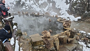 Prince Hotel East Wing to Hotel Alpenburg; visit to the Jigokudani Snow Monkeys
Snow Monkey Onsen
Photographer;&nbsp;Adrian
2024-03-06&nbsp;12.41.31;&nbsp;Metadata time: '2024 Mar 06 12:41'
Original size:&nbsp;9,248 x 5,322; 10,906 kB;&nbsp;cr
Filename: 2024-03-06 12.41.31 S20+ Adrian - Snow Monkey Onsen_cr.jpg