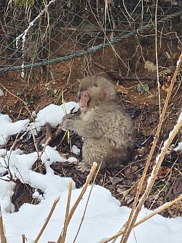 Snow Monkey on path by the Yokoyu river
Photographer;&nbsp;Adrian
2024-03-06&nbsp;14.03.29;&nbsp;Metadata time: '2024 Mar 06 18:03'
Original size:&nbsp;6,928 x 9,248; 7,788 kB
Filename: 2024-03-06 14.03.29 S20+ Adrian - Snow Monkey on path by the Yokoyu river.jpeg