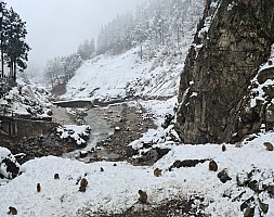 Prince Hotel East Wing to Hotel Alpenburg; visit to the Jigokudani Snow Monkeys
Snow Monkey and Yokoyu river
Photo: Adrian
2024-03-06 13.01.41; '2024 Mar 06 13:01'
Original size: 10,582 x 8,374; 15,476 kB; stitch
2024-03-06 13.01.41 S20+ Adrian - Snow Monkey and Yokoyu river_stitch.jpg