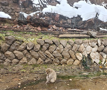 Snow Monkey near Jigokudani Funsen Fountain
Photo: Adrian
2024-03-06 12.30.56; '2024 Mar 06 16:30'
Original size: 6,928 x 5,846; 11,345 kB; cr
2024-03-06 12.30.56 S20+ Adrian - Snow Monkey near Jigokudani Funsen Fountain_cr.jpg