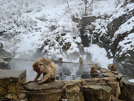 Snow Monkey Onsen
Photo: Simon
2024-03-06 12.42.29; '2024 Mar 06 16:42'
Original size: 9,248 x 6,936; 18,773 kB
2024-03-06 12.42.29 S20+ Simon - Snow Monkey Onsen.jpeg