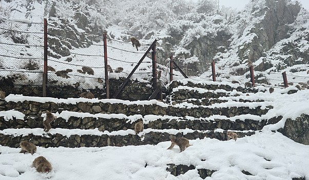 Snow Monkeys behind the Onsen
Photo: Adrian
2024-03-06 12.43.27; '2024 Mar 06 16:43'
Original size: 9,248 x 5,404; 14,265 kB; cr
2024-03-06 12.43.27 S20+ Adrian - Snow Monkeys behind the Onsen_cr.jpg