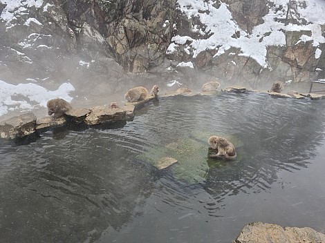 Snow Monkey Onsen
Photo: Adrian
2024-03-06 12.46.46; '2024 Mar 06 16:46'
Original size: 9,248 x 6,928; 11,703 kB
2024-03-06 12.46.46 S20+ Adrian - Snow Monkey Onsen.jpeg