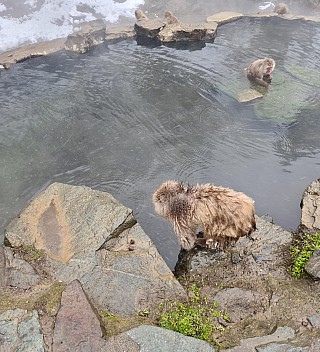 Snow Monkey Onsen
Photo: Adrian
2024-03-06 12.51.21; '2024 Mar 06 16:51'
Original size: 6,219 x 6,839; 4,163 kB; stitch
2024-03-06 12.51.21 S20+ Adrian - Snow Monkey Onsen_stitch.jpg