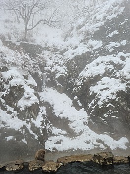 Snow Monkey Onsen and Yokoyu river
Photo: Adrian
2024-03-06 12.51.31; '2024 Mar 06 16:51'
Original size: 6,928 x 9,248; 15,120 kB
2024-03-06 12.51.31 S20+ Adrian - Snow Monkey Onsen and Yokoyu river.jpeg