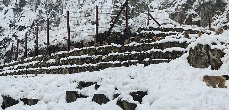 Snow Monkeys behind the Onsen
Photo: Adrian
2024-03-06 12.58.22; '2024 Mar 06 16:58'
Original size: 12,803 x 6,172; 9,964 kB; stitch
2024-03-06 12.58.22 S20+ Adrian - Snow Monkeys behind the Onsen_stitch.jpg