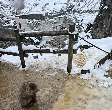 Snow Monkey and Yokoyu river
Photo: Adrian
2024-03-06 13.00.34; '2024 Mar 06 17:00'
Original size: 6,721 x 6,615; 12,937 kB; cr
2024-03-06 13.00.34 S20+ Adrian - Snow Monkey and Yokoyu river_cr.jpg