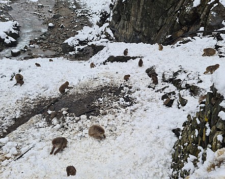 Snow Monkey and Yokoyu river
Photo: Adrian
2024-03-06 13.01.36; '2024 Mar 06 17:01'
Original size: 8,780 x 6,988; 7,778 kB; stitch
2024-03-06 13.01.36 S20+ Adrian - Snow Monkey and Yokoyu river_stitch.jpg