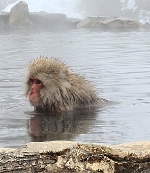 Snow Monkey in the Onsen
Photo: Adrian
2024-03-06 13.02.54; '2024 Mar 06 17:02'
Original size: 6,928 x 8,007; 3,776 kB; cr
2024-03-06 13.02.54 S20+ Adrian - Snow Monkey in the Onsen_cr.jpg