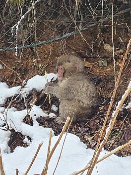 Snow Monkey on path by the Yokoyu river
Photo: Adrian
2024-03-06 14.03.29; '2024 Mar 06 18:03'
Original size: 6,928 x 9,248; 7,788 kB
2024-03-06 14.03.29 S20+ Adrian - Snow Monkey on path by the Yokoyu river.jpeg