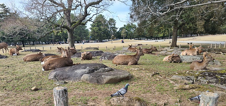 Sika Deer at Nara Park
Photo: Adrian
2024-03-14 15.22.19; '2024 Mar 14 19:22'
Original size: 4,032 x 1,889; 3,702 kB; cr
2024-03-14 15.22.19 S20+ Adrian - Sika Deer at Nara Park_cr.jpg