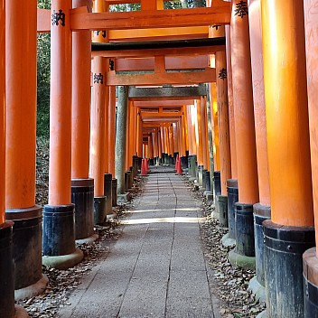 Lots of Torii gates on the Senbon Torii path
Photographer;&nbsp;Jim
2024-03-16&nbsp;16.05.37;&nbsp;Metadata time: '2024 Mar 16 20:05'
Original size:&nbsp;2,992 x 2,992; 2,698 kB
Filename: 2024-03-16 16.05.37 S21FE+ Jim - Lots of Torii gates on the Senbon Torii path.jpeg